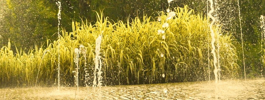 JARDINS DE L’IMAGINAIRE