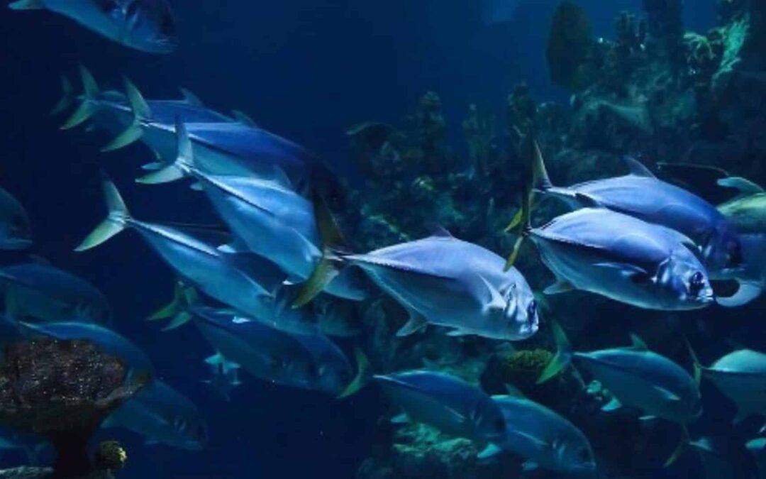 AQUARIUM DU PÉRIGORD NOIR