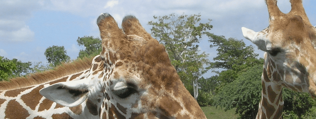 ZOO DE CALVIAC