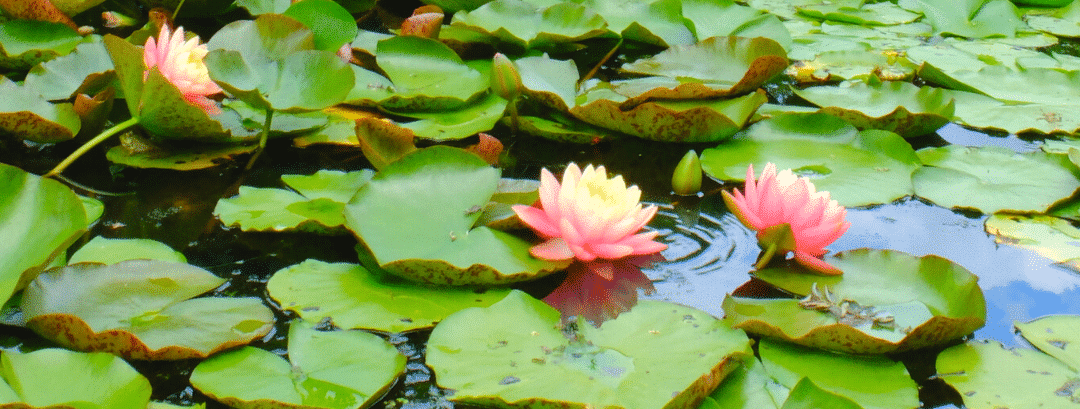 JARDINS D’EAU DE CARSAC