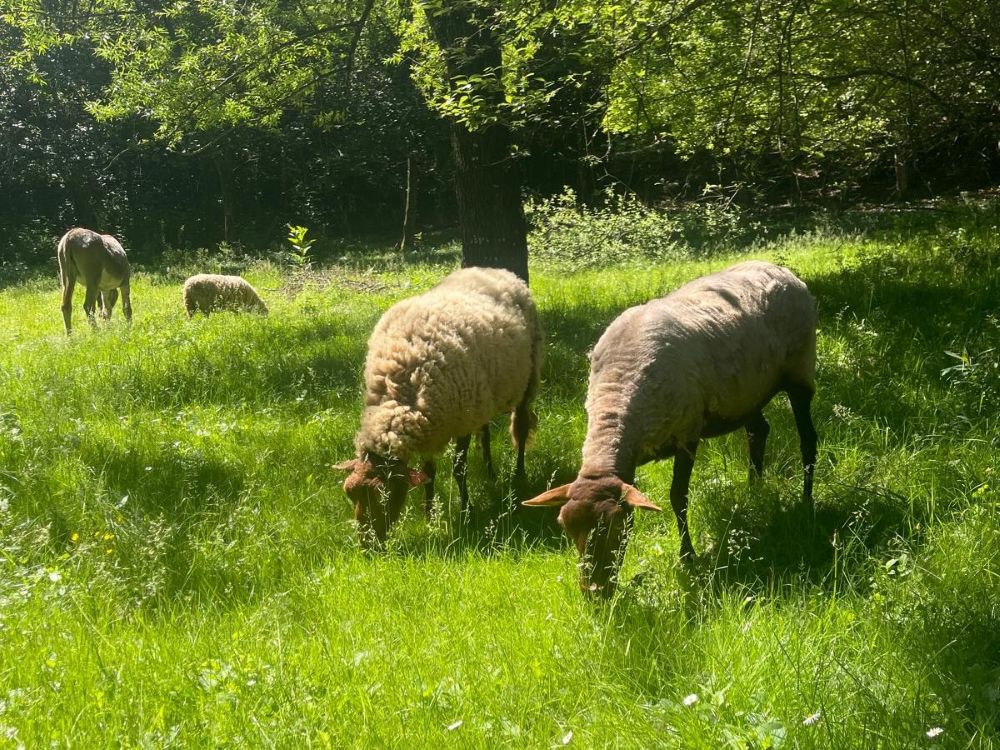 mouton mini-ferme camping La Fage