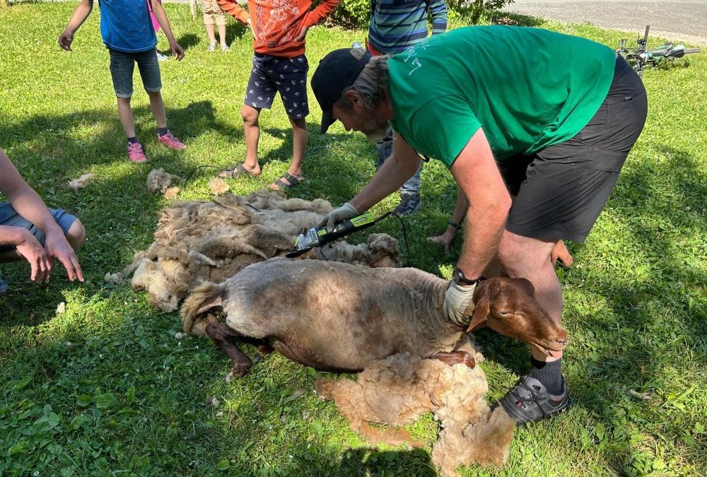 Les moutons de la Mini ferme au Camping La Fage