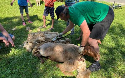 Les moutons de la Mini ferme au Camping La Fage