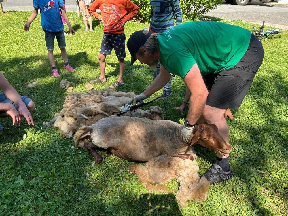 tonte des moutons au camping La Fage