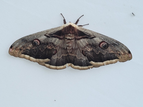 papillon de nuit