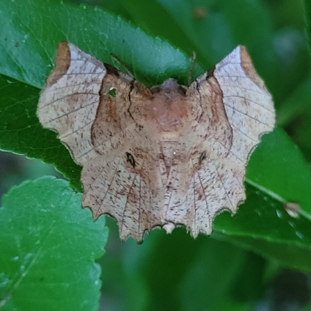 Biodiversité camping La Fage : papillons de nuit ennomos lunaire