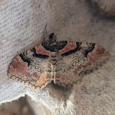 Biodiversité camping : papillon eubolie roussâtre 