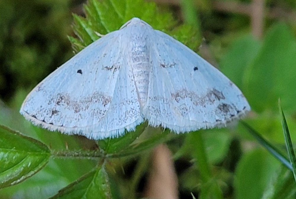 130 papillons de nuit observés au camping La Fage