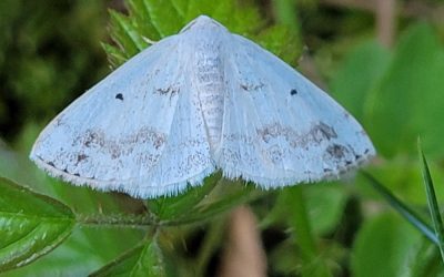 130 papillons de nuit observés au camping La Fage